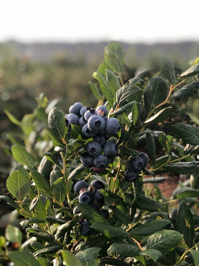 abundant Bennett Blueberries hanging from their bushes to pick your own